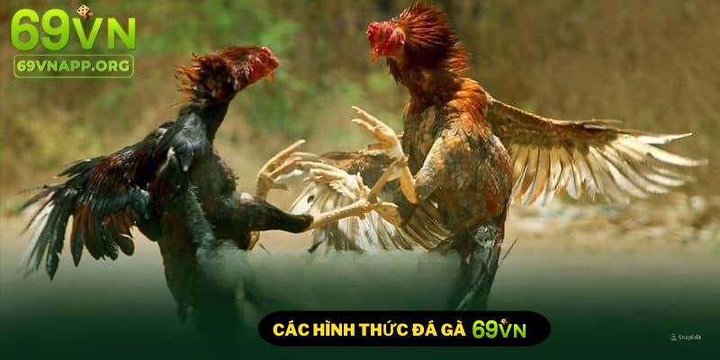 Đá gà 69VN đa dạng thể loại