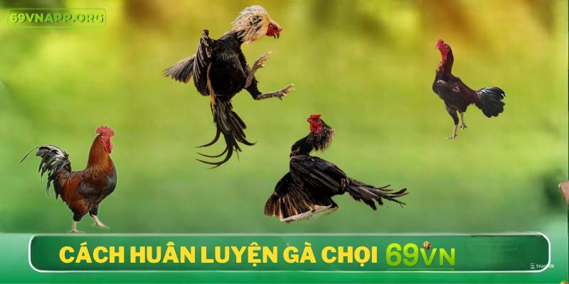 Cách huấn luyện gà chọi tại 69VN