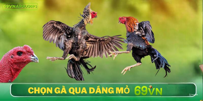 Chọn gà chọi qua dáng mỏ