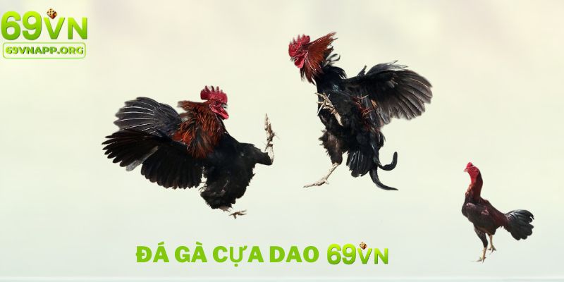 đá gà cựa dao nổi bật tại 69VN