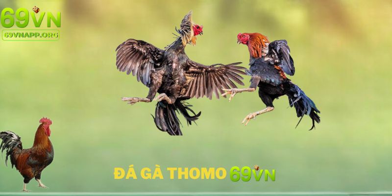 Đặc điểm nổi bật đá gà thomo