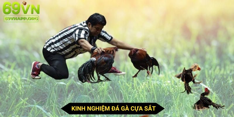 Mẹo chơi gà cựa sắt trăm trận trăm thắng